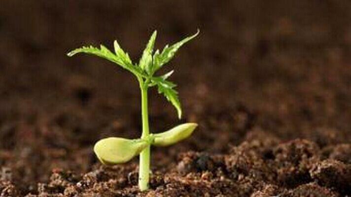 綠色消毒+修復調理重啟土壤活力