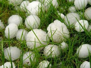 冰雹肆虐致多地作物絕收，急救措施可知曉？