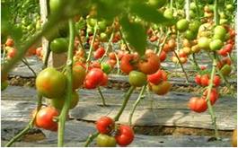 西紅柿根腫病的病害癥狀、發生規律及防治措施