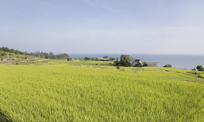 全國農業技術推廣服務中心發布水稻病蟲情報，預計水稻紋枯病發生偏重