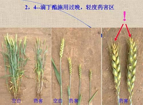 除草劑無(wú)時(shí)不刻發(fā)生變化，激素類(lèi)除草劑未來(lái)還會(huì)在農(nóng)業(yè)舞臺(tái)上繼續(xù)發(fā)揮更大作用