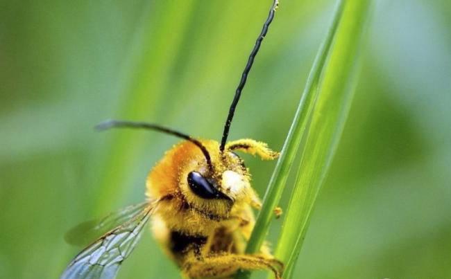 新煙堿類農藥已進入衰退期，呋蟲胺將何去何從？