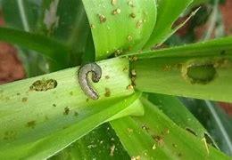 農業農村部：7月中下旬是草地貪夜蛾監測防控的關鍵時期